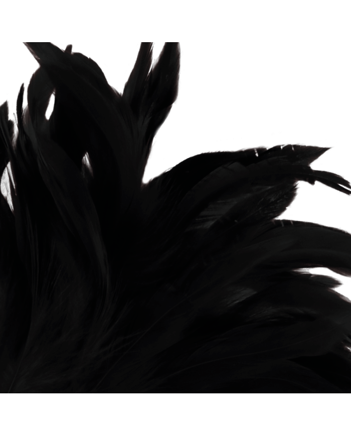DARKNESS - PLUME NOIRE LUX